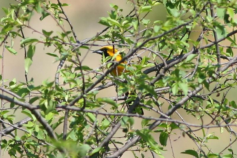 Scott's Oriole FtDavisAug08 180.jpg